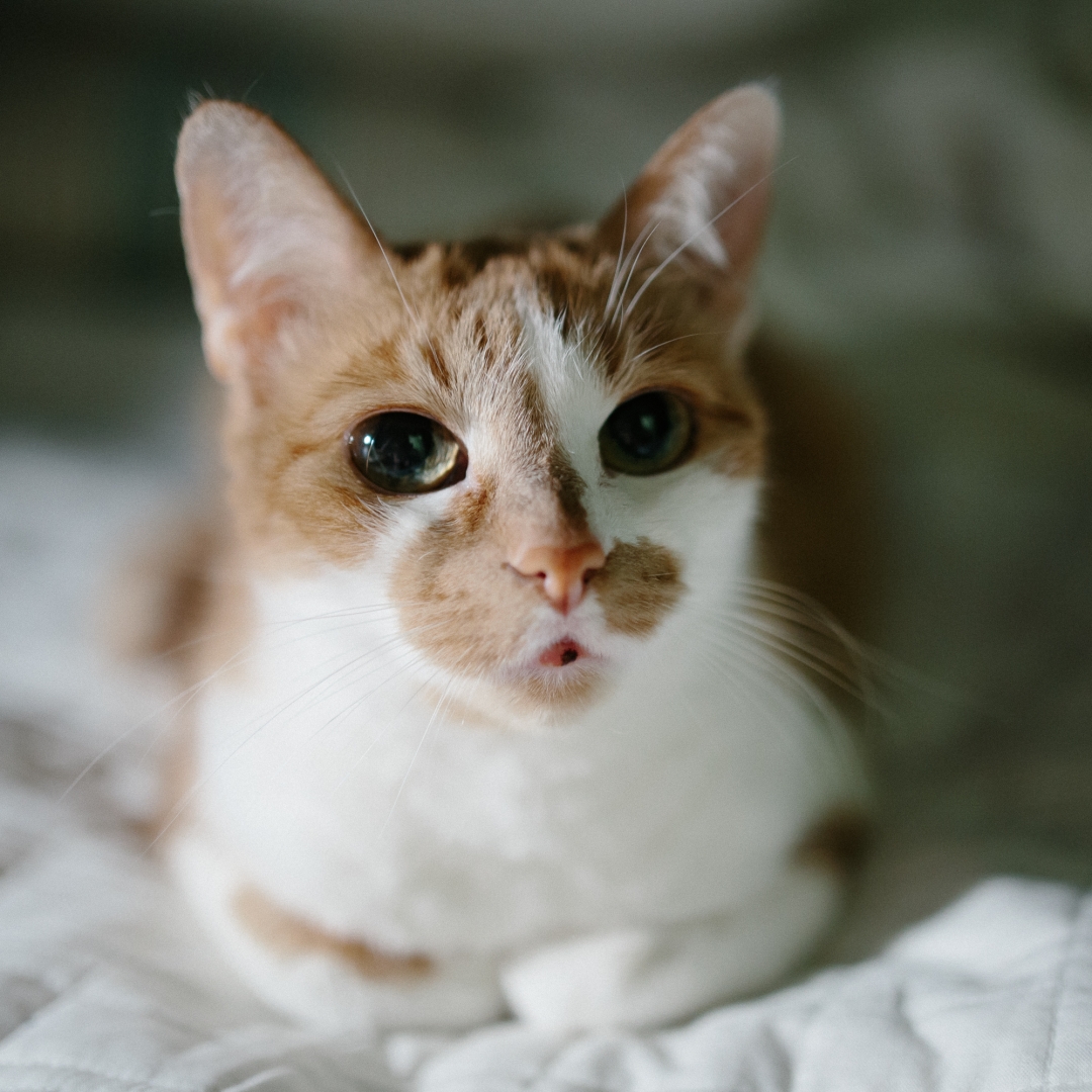 http://www.flickr.com/photos/92324020@N05/8521543611/
