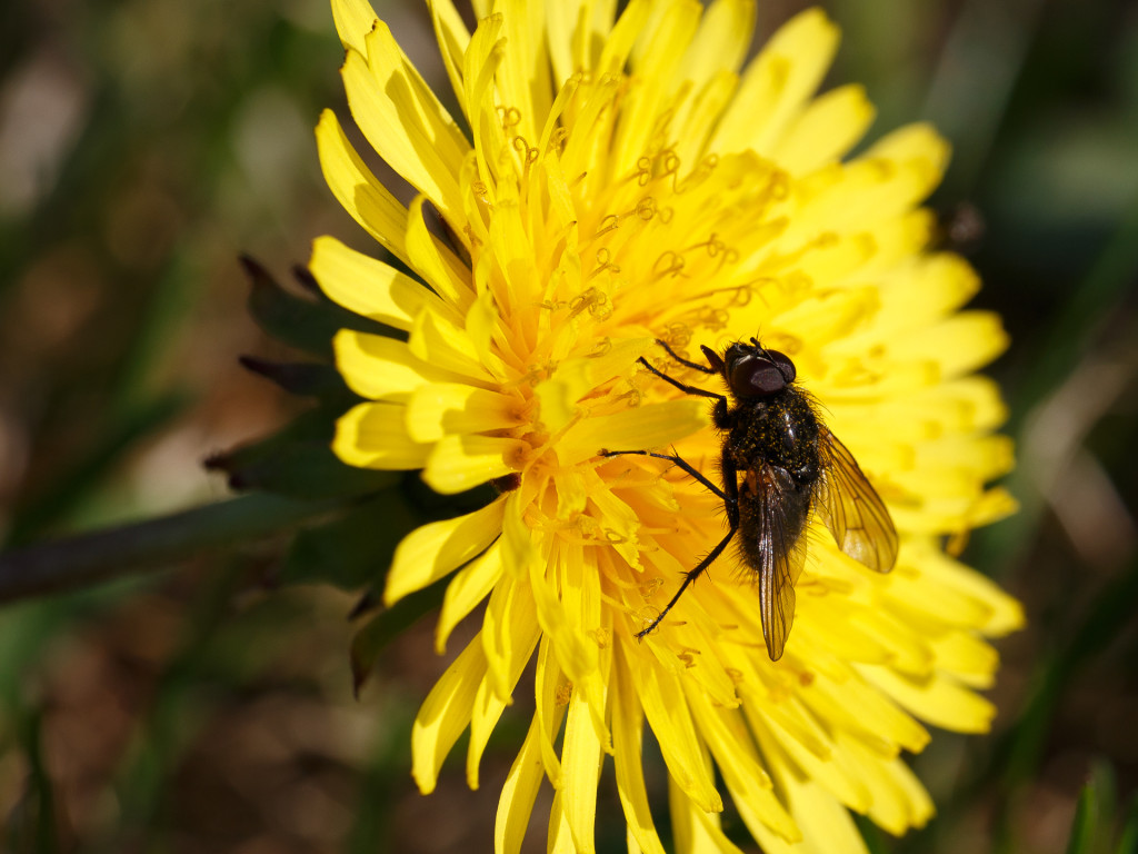 Sigma_180mm_makro_bestof_002