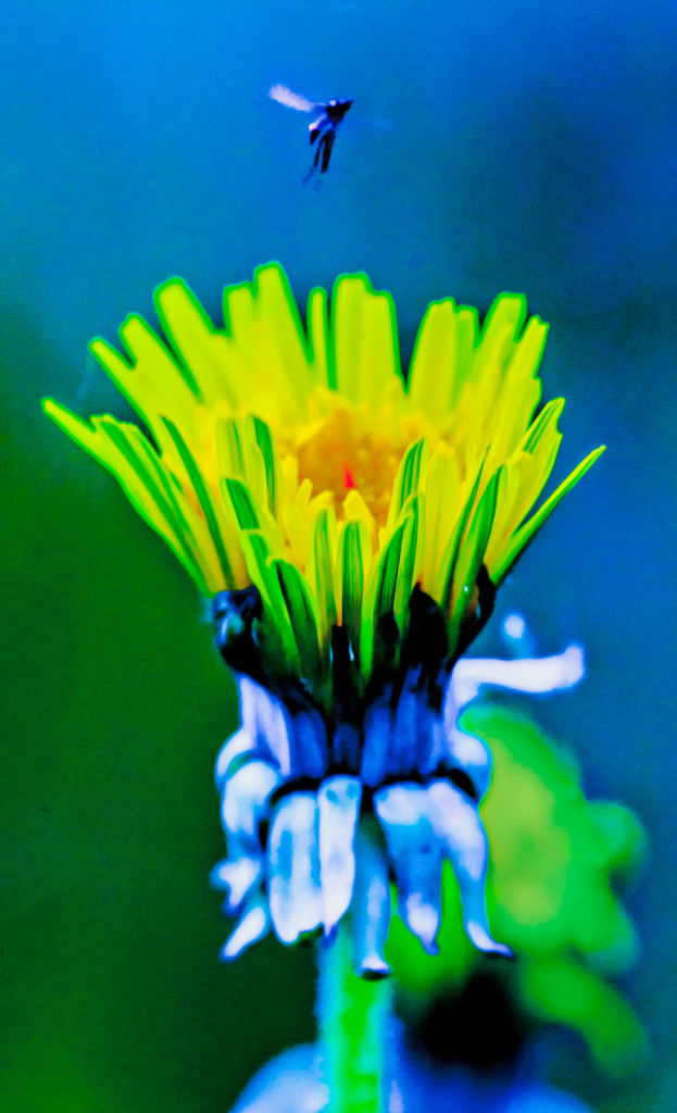 Sigma_180mm_makro_bestof_003