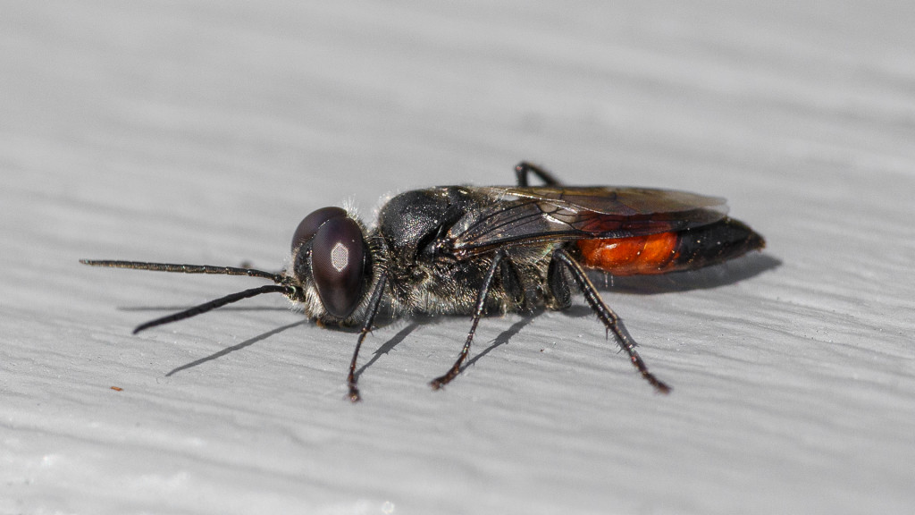 Sigma_180mm_makro_bestof_007